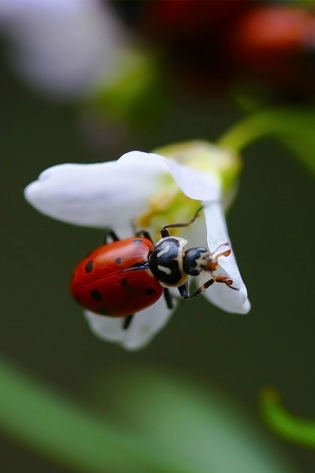 Ladybug on White Flower for 640 x 960 iPhone 4 resolution