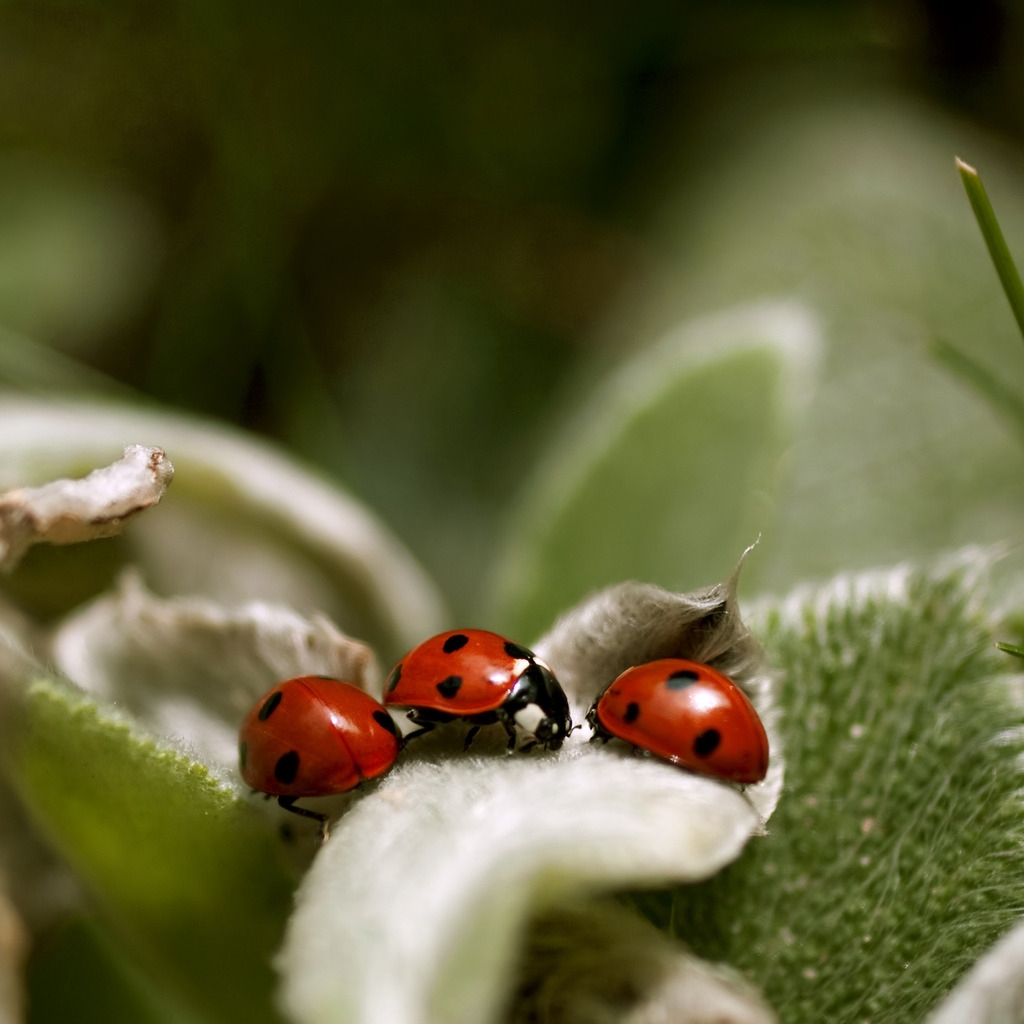 Ladybugs Close Up for 1024 x 1024 iPad resolution