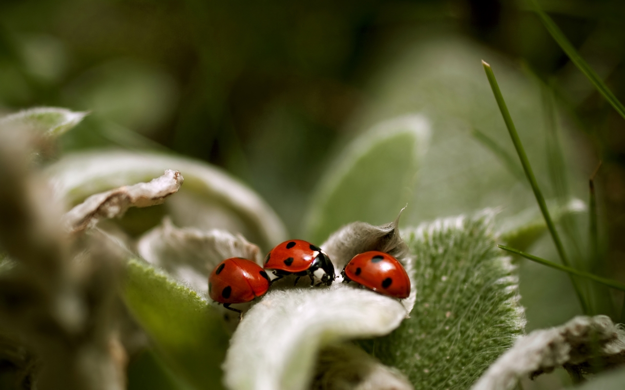 Ladybugs Close Up for 1280 x 800 widescreen resolution