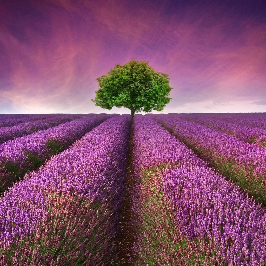 Lavender Field for 1024 x 1024 iPad resolution