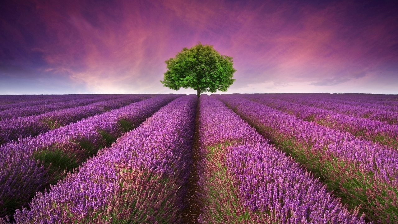 Lavender Field for 1280 x 720 HDTV 720p resolution