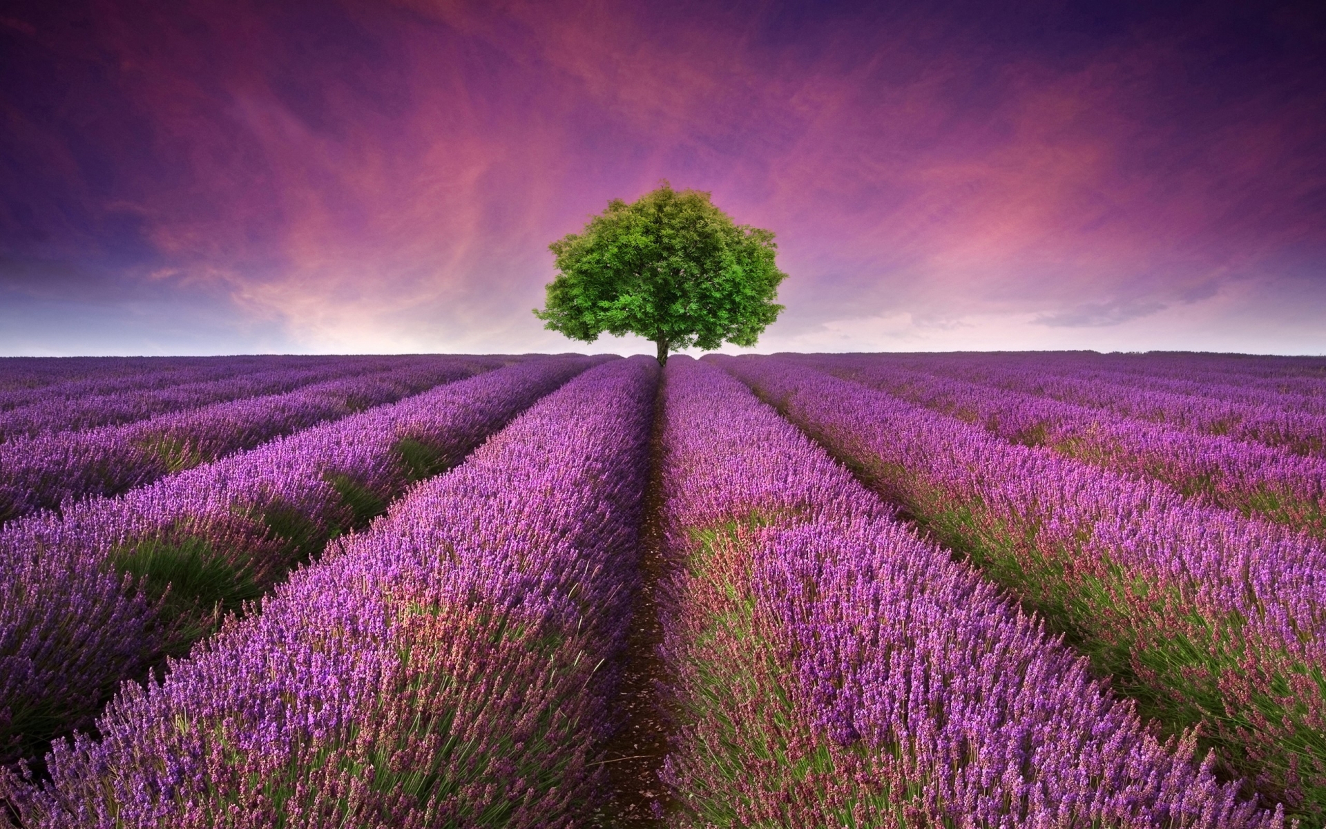 Lavender Field for 1920 x 1200 widescreen resolution