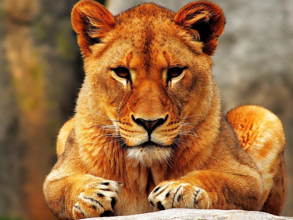 Lion Female for 1024 x 768 resolution