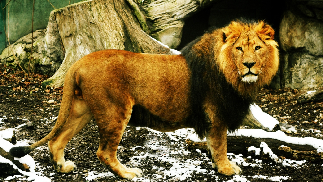 Lion King for 1366 x 768 HDTV resolution