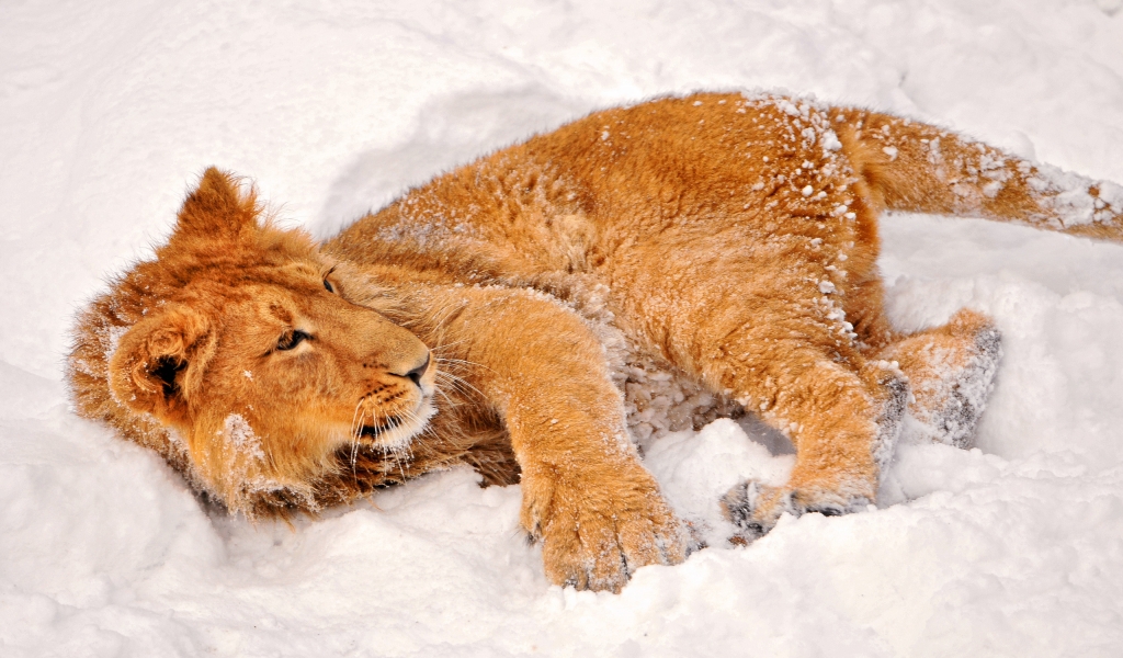 Lion playing in the snow for 1024 x 600 widescreen resolution