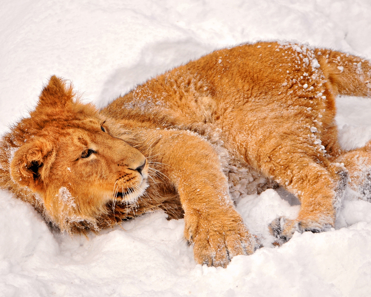 Lion playing in the snow for 1280 x 1024 resolution