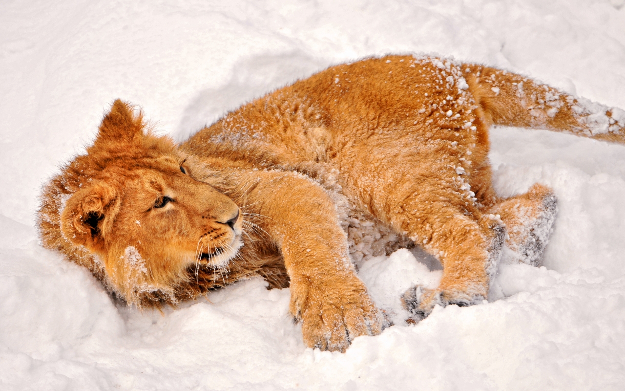 Lion playing in the snow for 1280 x 800 widescreen resolution
