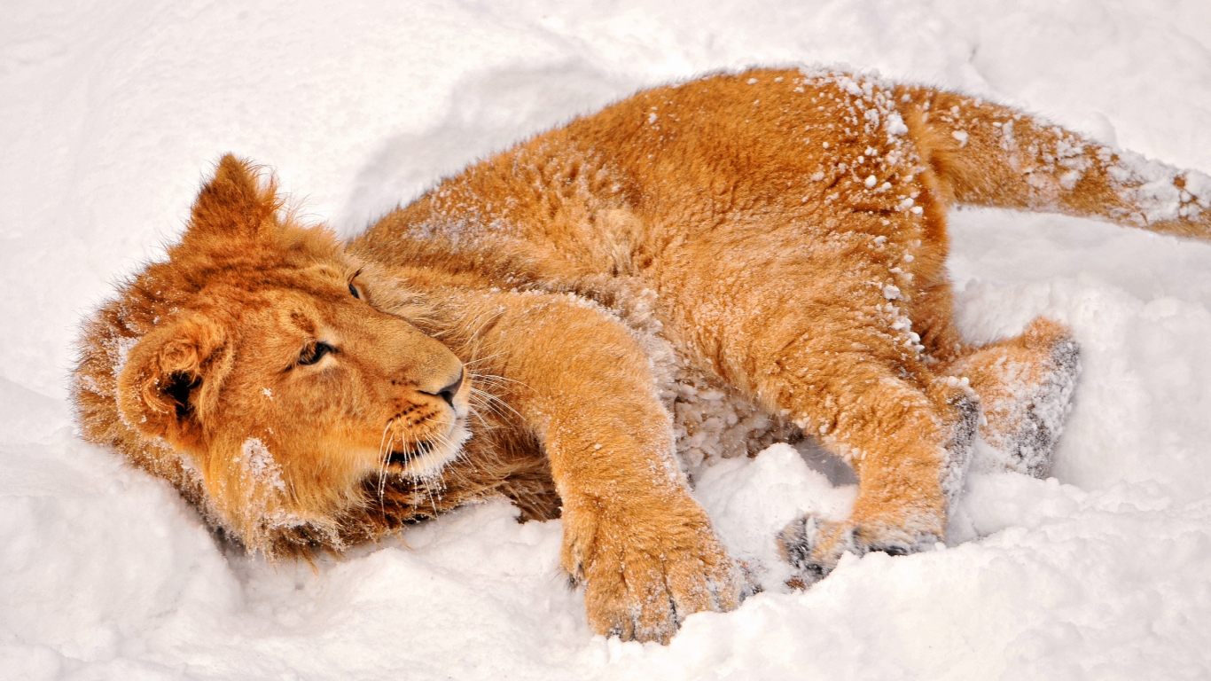 Lion playing in the snow for 1366 x 768 HDTV resolution