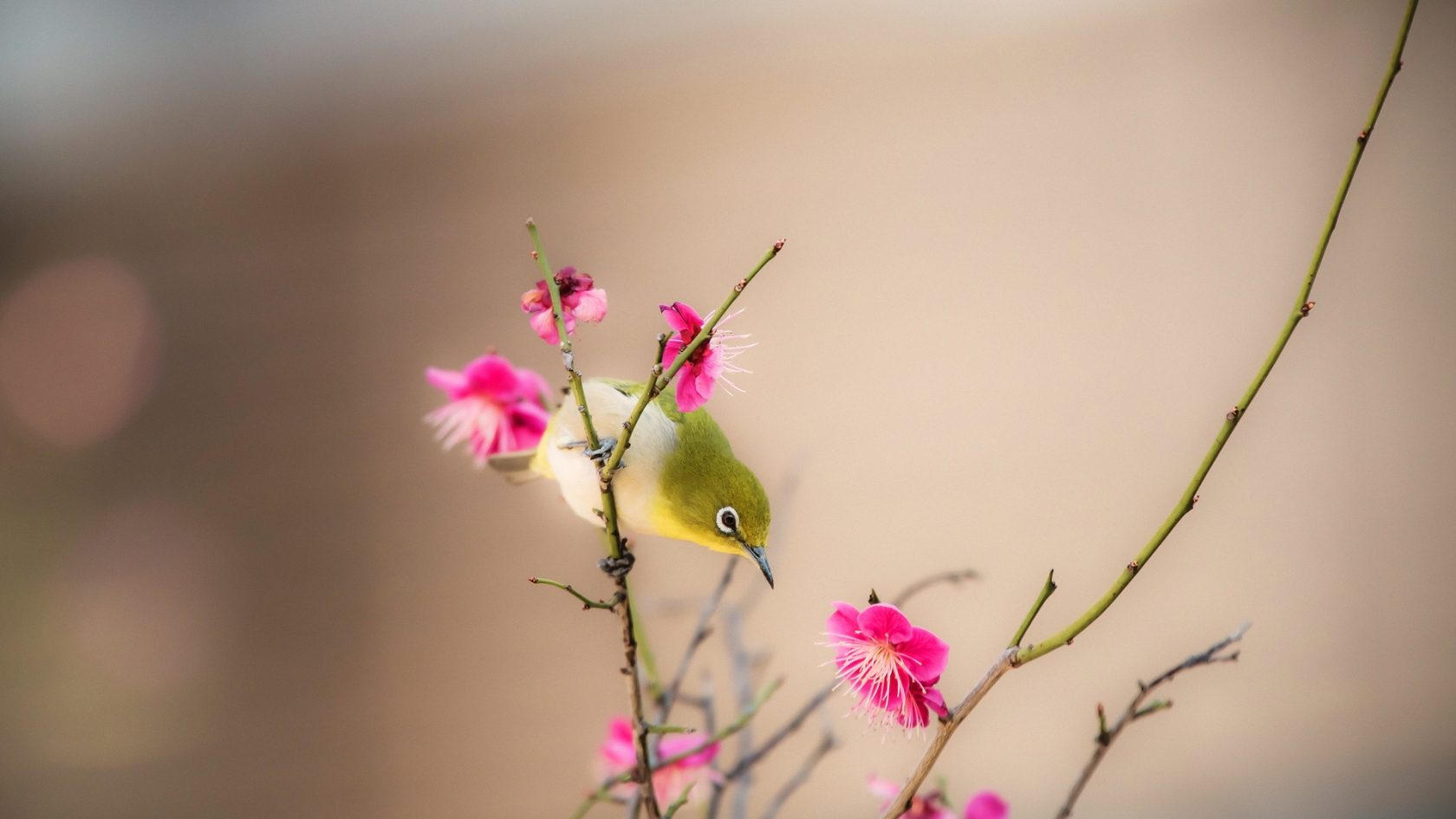 Little Bird on a Branch for 1680 x 945 HDTV resolution