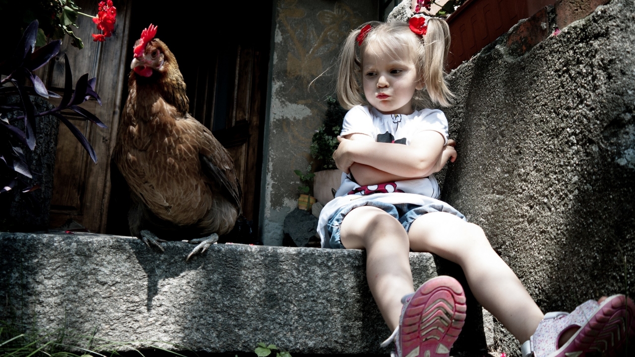 Little Girl and Chicken for 1280 x 720 HDTV 720p resolution