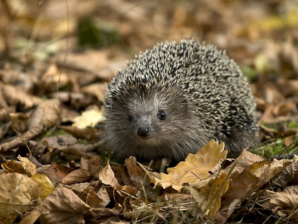 Little Hedgehog for 1024 x 768 resolution