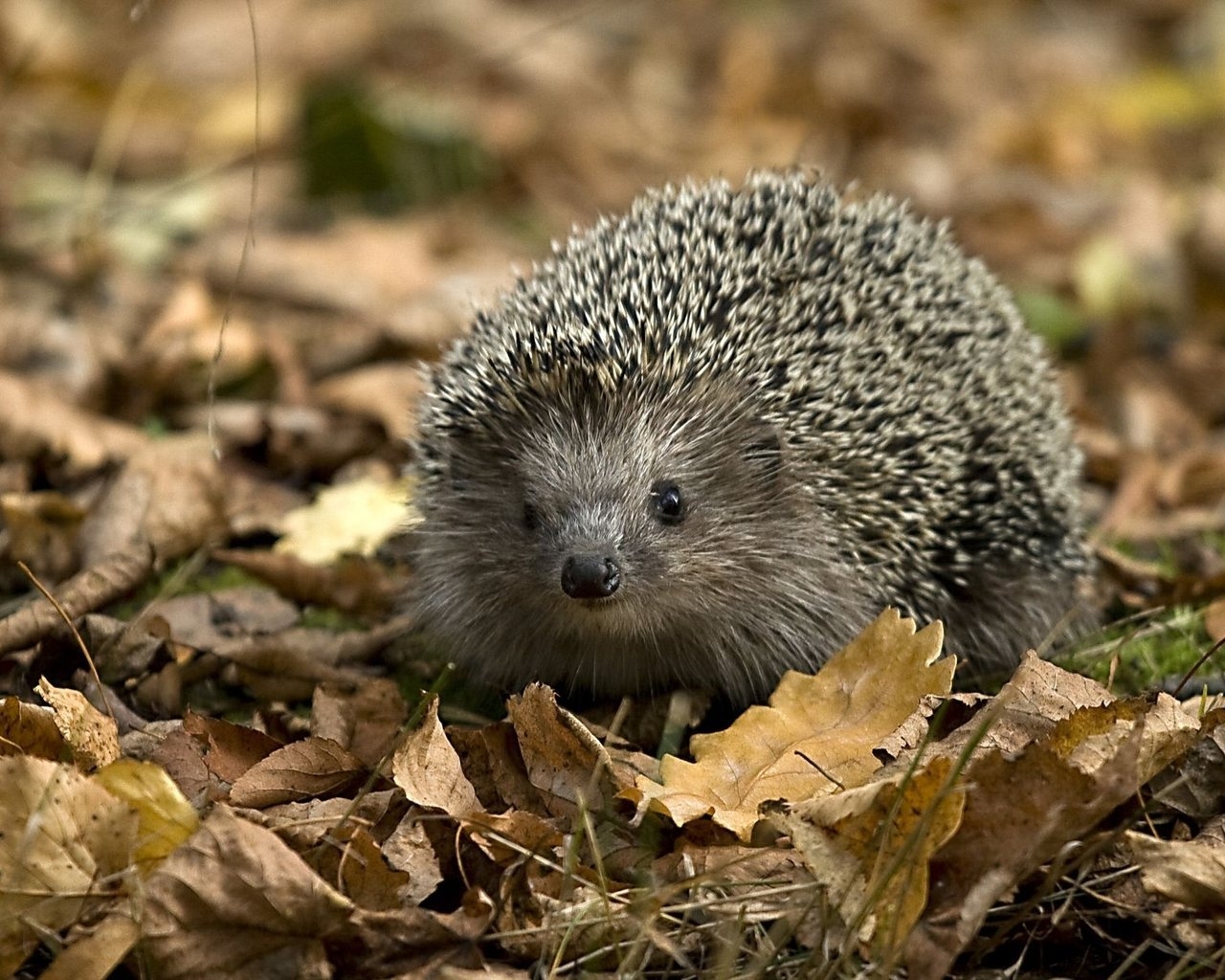 Little Hedgehog for 1280 x 1024 resolution