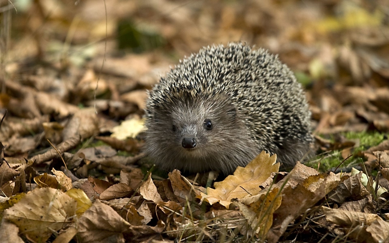 Little Hedgehog for 1280 x 800 widescreen resolution