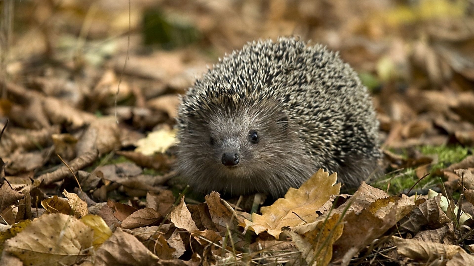 Little Hedgehog for 1536 x 864 HDTV resolution