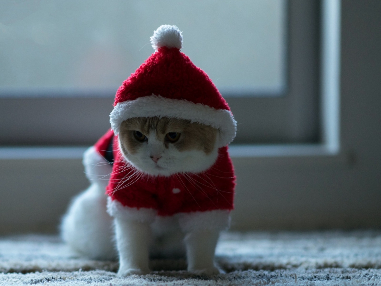 Little Kitty Ready for Christmas for 1280 x 960 resolution