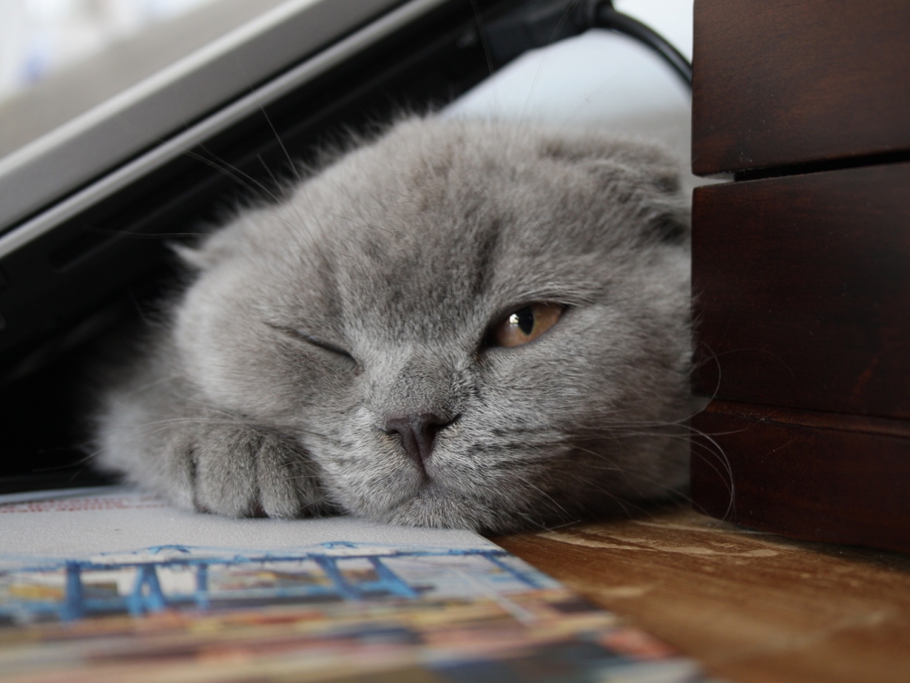 Little Scottish Fold Cat for 1280 x 960 resolution