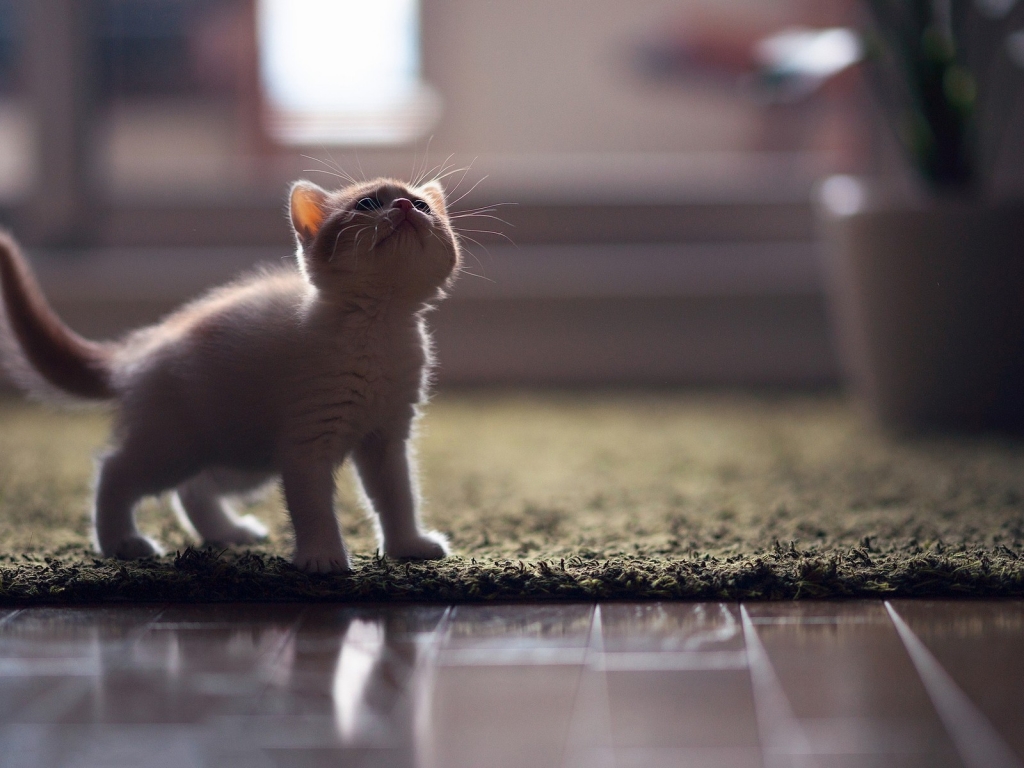 Little Turkish Angora Kitten for 1024 x 768 resolution