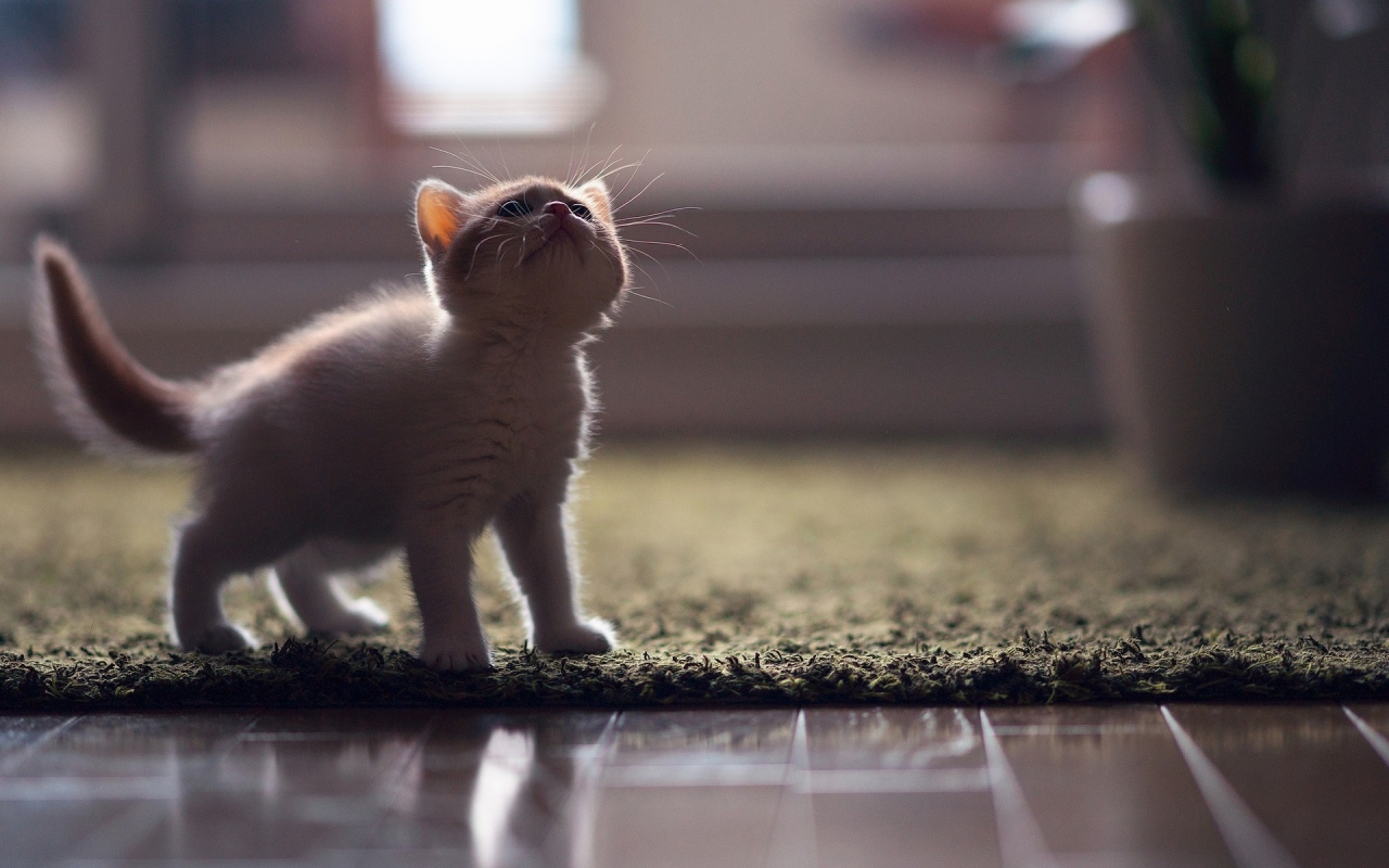 Little Turkish Angora Kitten for 1280 x 800 widescreen resolution