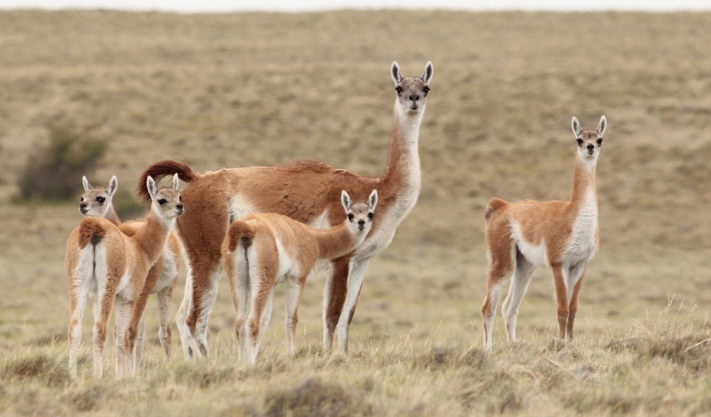 Llama Family for 1024 x 600 widescreen resolution