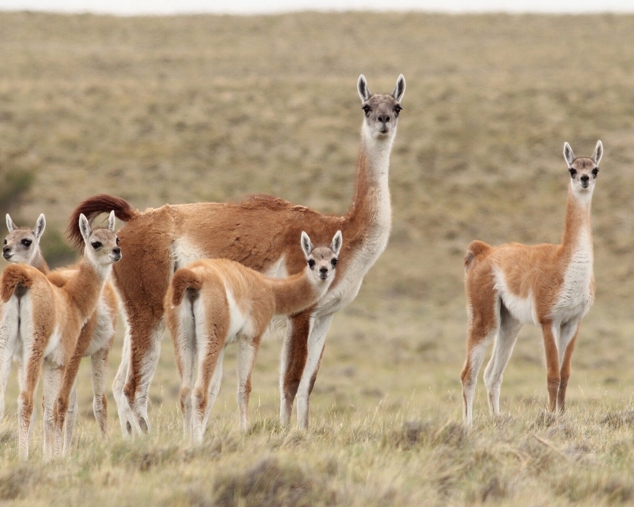 Llama Family for 1280 x 1024 resolution