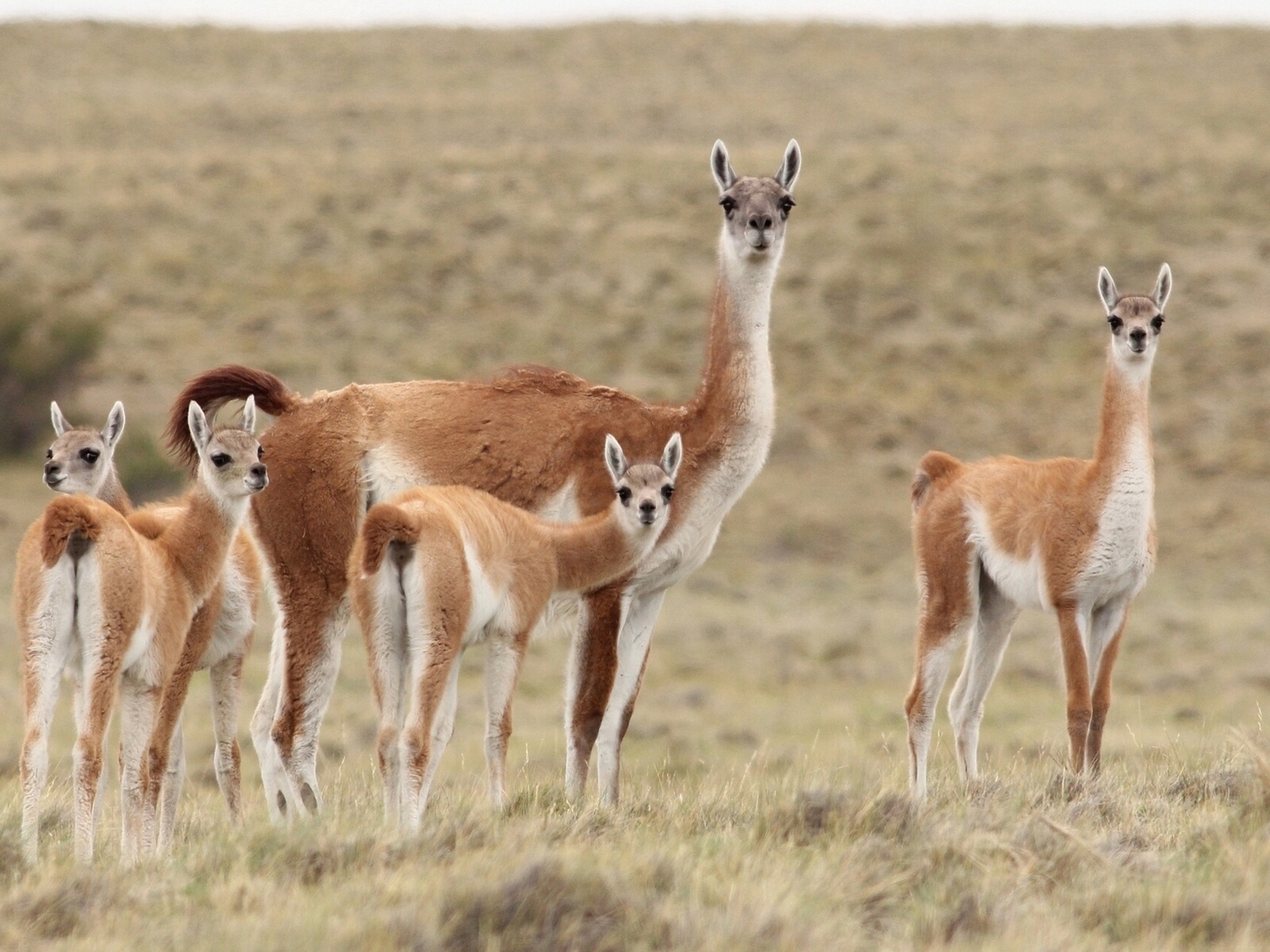 Llama Family for 1600 x 1200 resolution