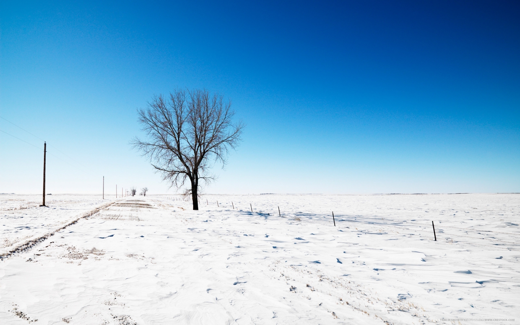 Lonely Tree on Winter for 1680 x 1050 widescreen resolution