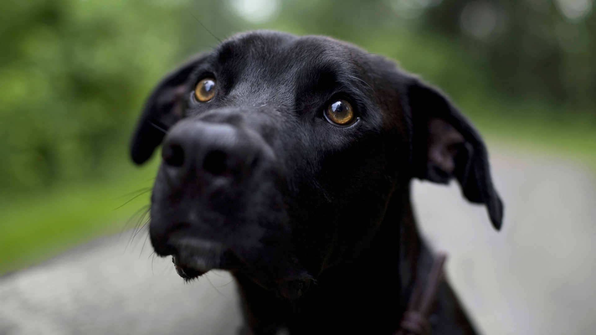 Lovely black dog for 1920 x 1080 HDTV 1080p resolution