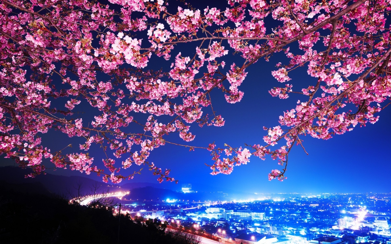 Lovely Cherry Blossom for 1280 x 800 widescreen resolution