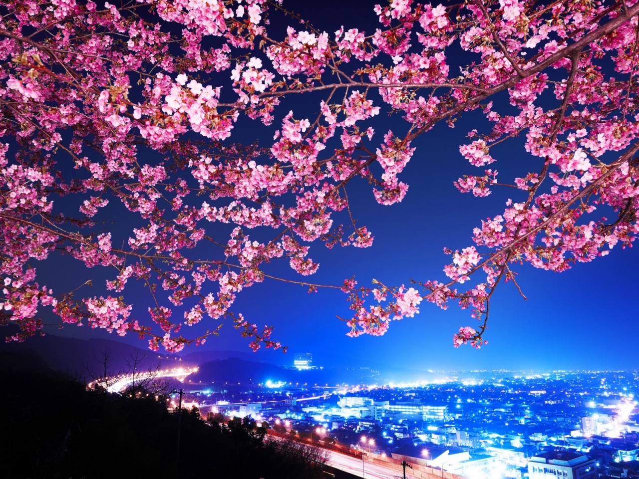 Lovely Cherry Blossom for 1280 x 960 resolution