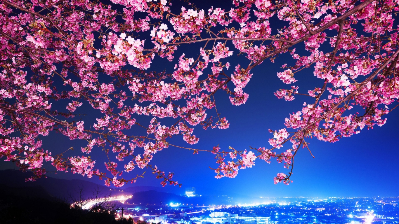 Lovely Cherry Blossom for 1366 x 768 HDTV resolution