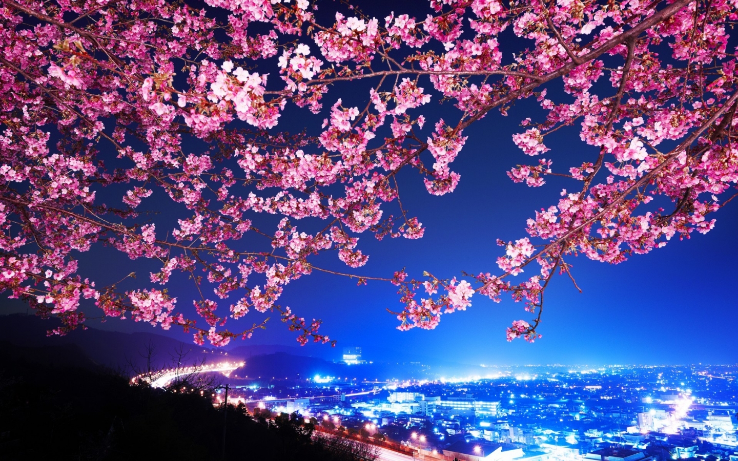Lovely Cherry Blossom for 1440 x 900 widescreen resolution