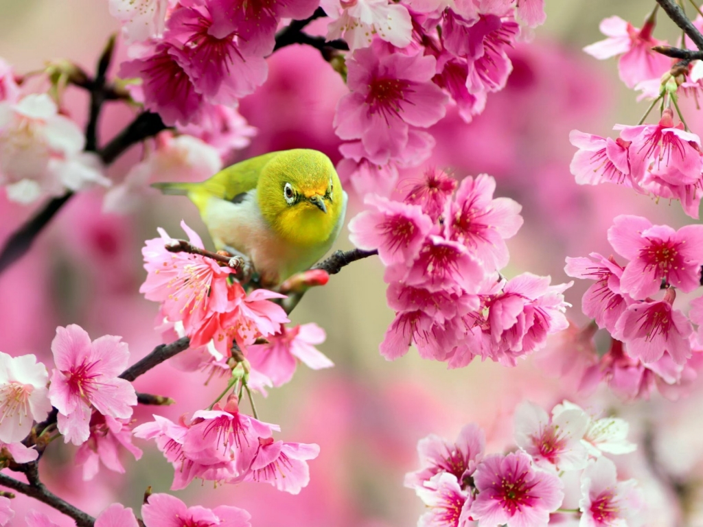Lovely Japanese White-eye Bird for 1024 x 768 resolution