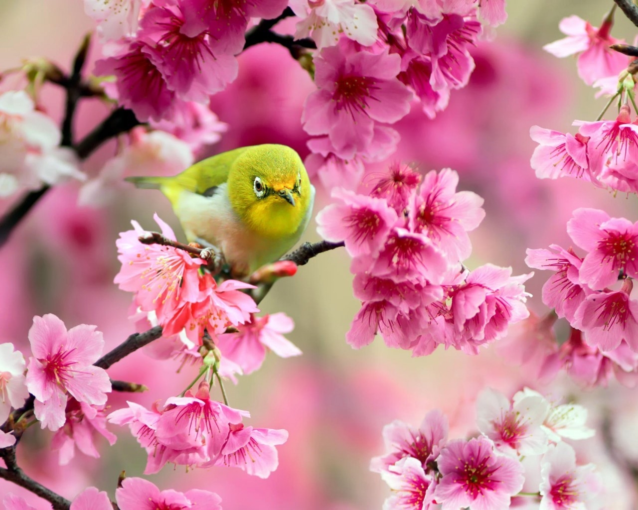 Lovely Japanese White-eye Bird for 1280 x 1024 resolution