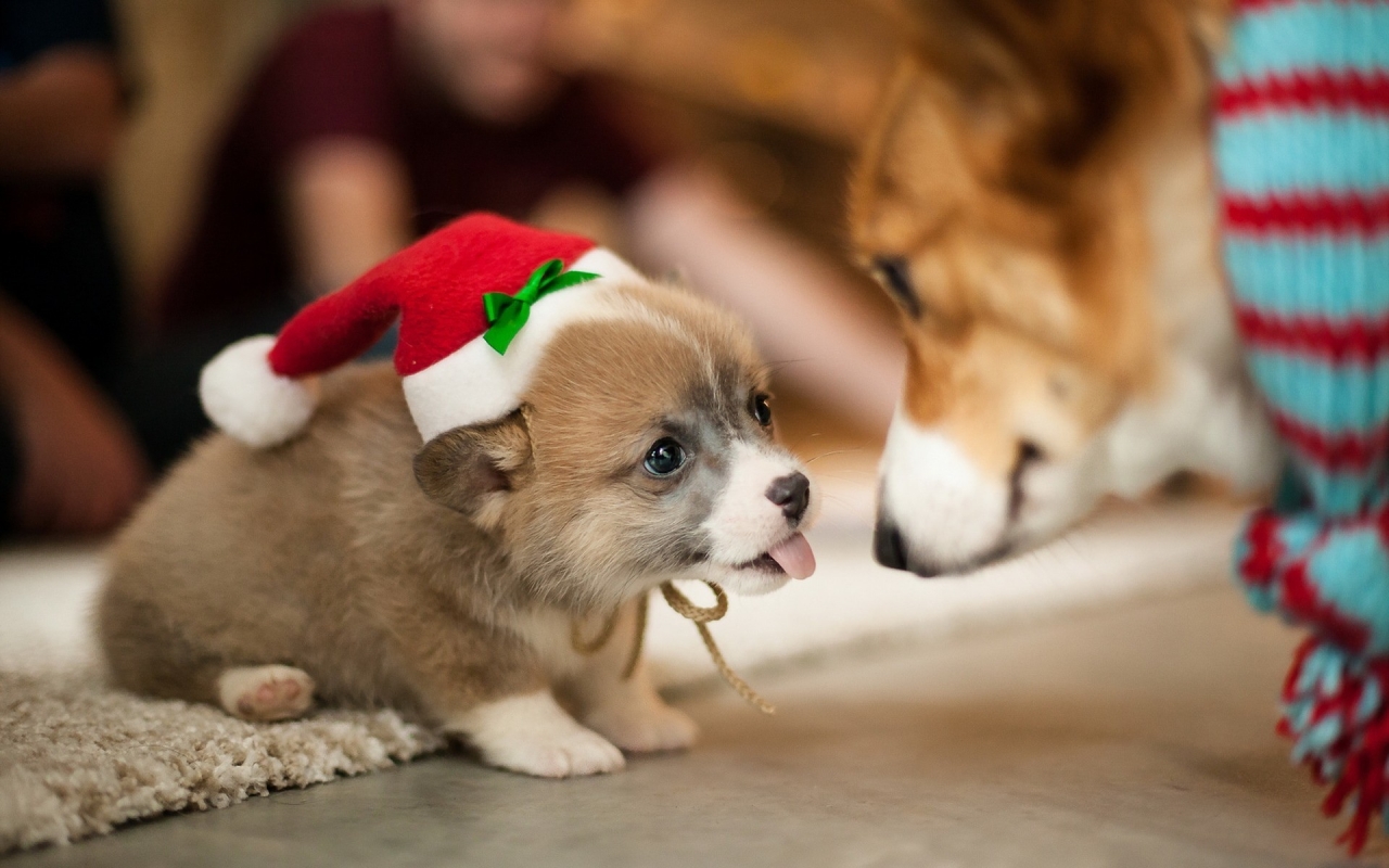 Lovely Puppy Santa  for 1280 x 800 widescreen resolution