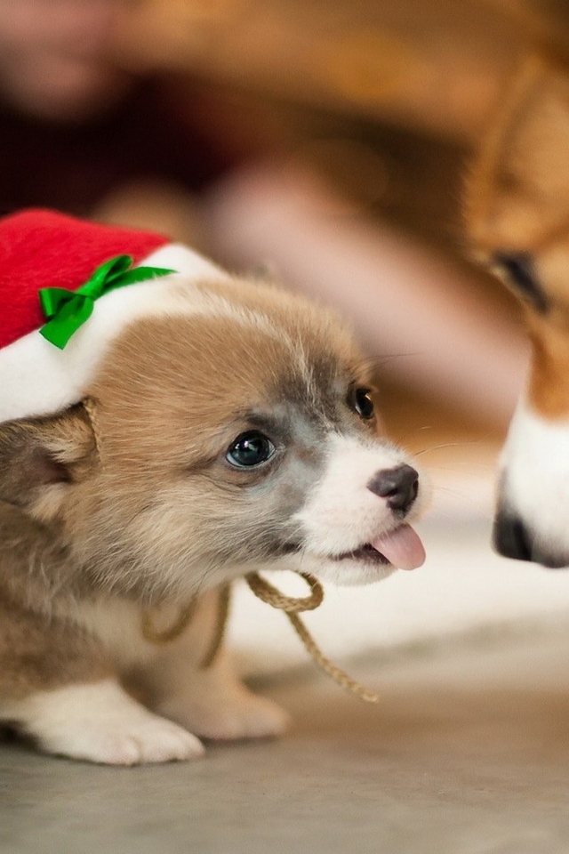 Lovely Puppy Santa  for 640 x 960 iPhone 4 resolution