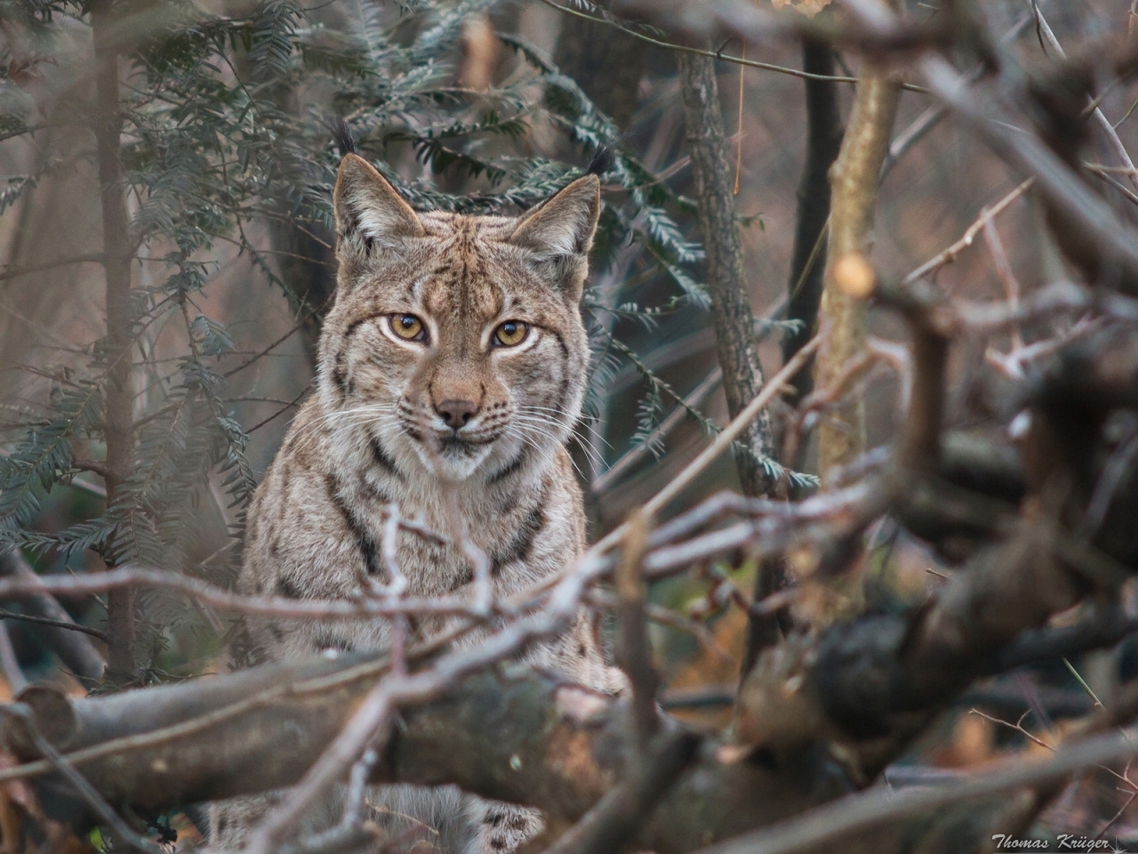 Lynx  for 1280 x 960 resolution