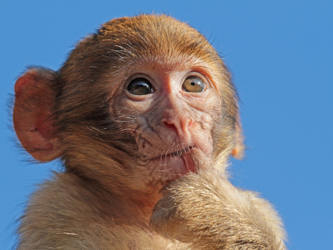 Macaque Monkey for 1152 x 864 resolution