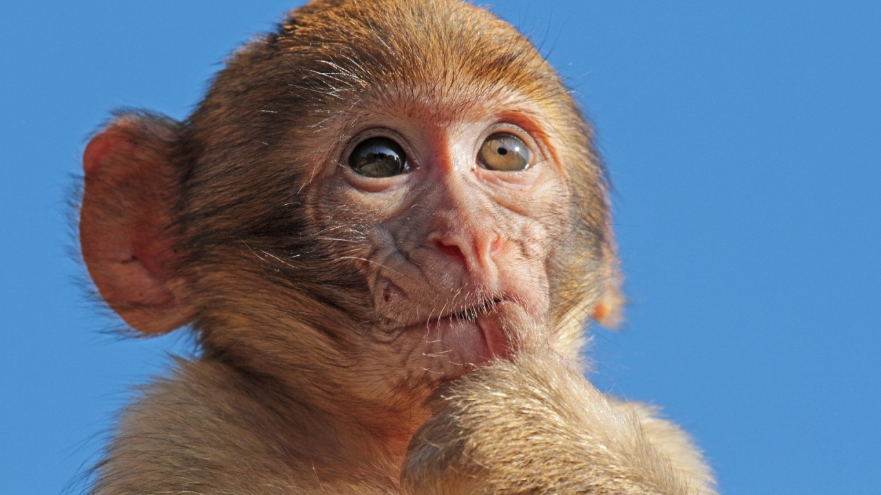 Macaque Monkey for 1280 x 720 HDTV 720p resolution
