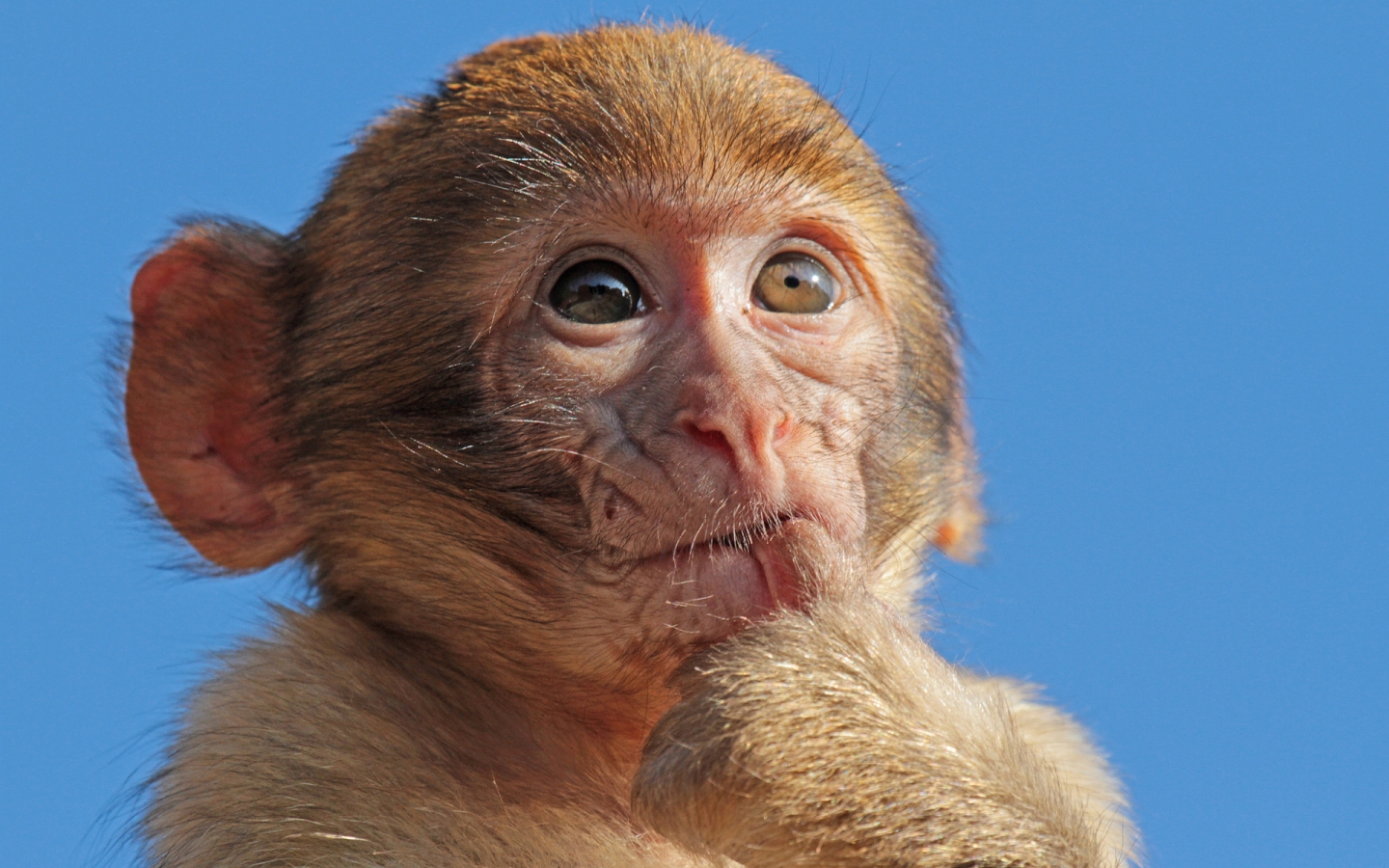 Macaque Monkey for 1440 x 900 widescreen resolution