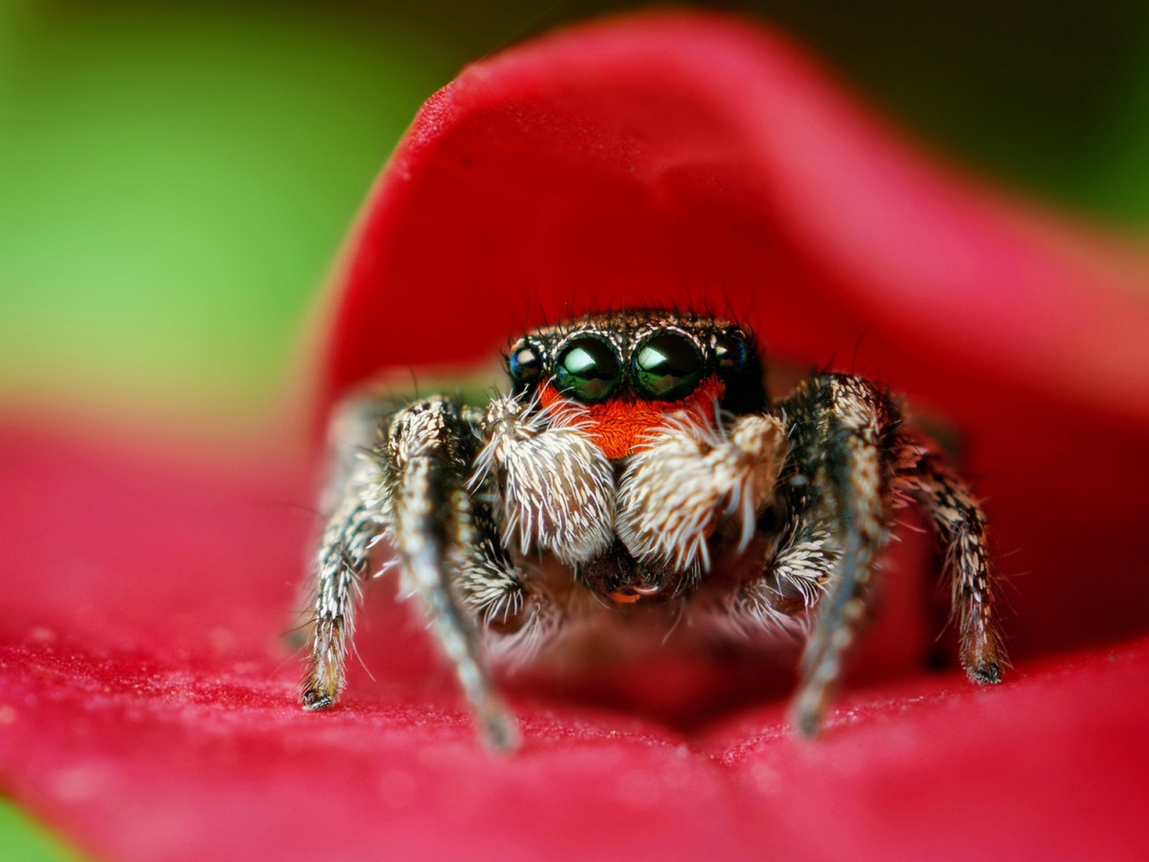 Macro Spider for 1280 x 960 resolution