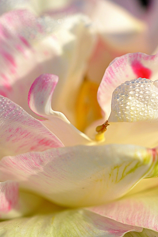 Magnolia Petals for 640 x 960 iPhone 4 resolution