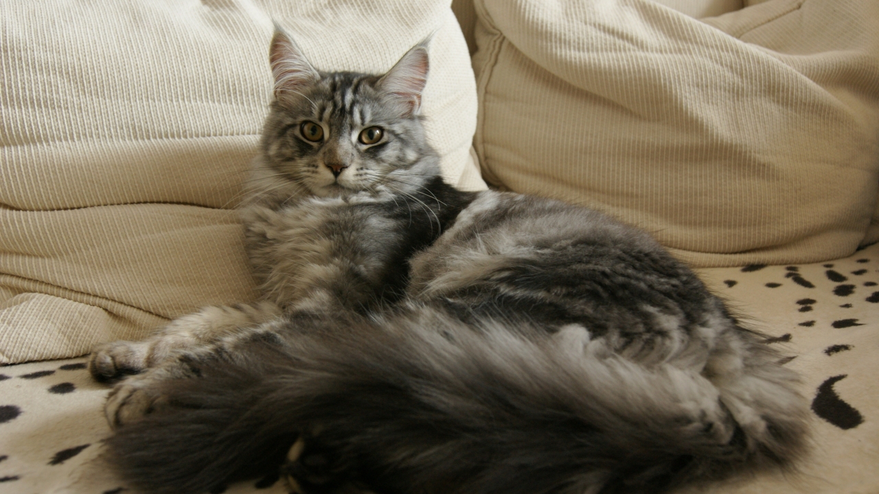 Maine Coon Cat Chilling for 1280 x 720 HDTV 720p resolution