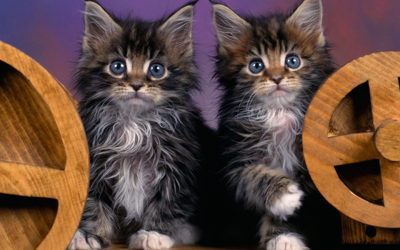 Maine Coon Kittens for 1280 x 800 widescreen resolution
