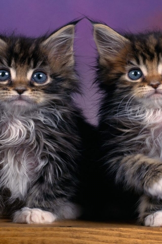 Maine Coon Kittens for 320 x 480 iPhone resolution