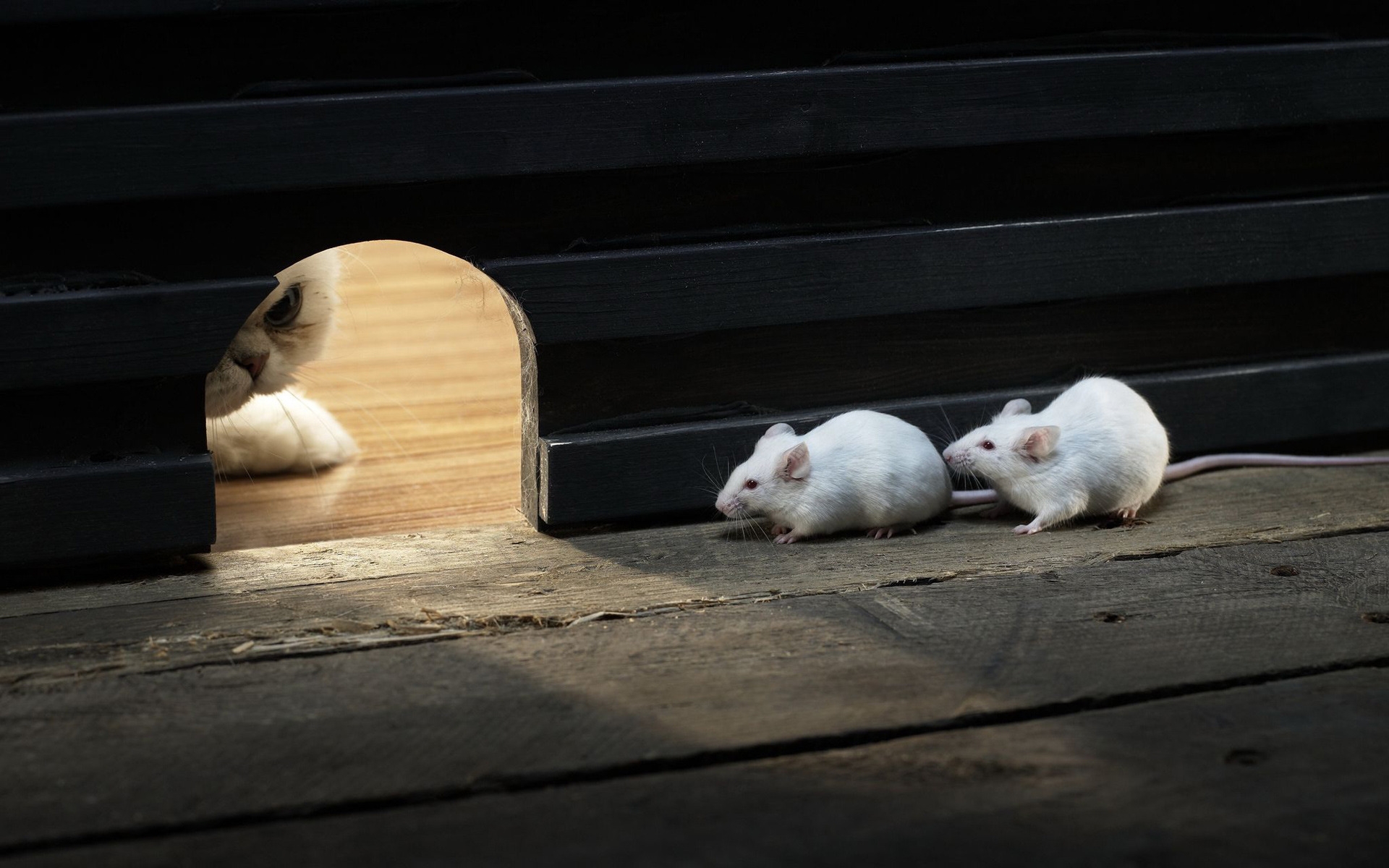 Mice and Cat for 1920 x 1200 widescreen resolution