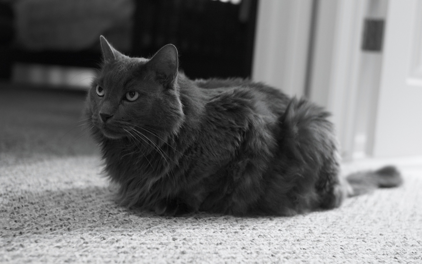 Monochrome Nebelung Cat for 1440 x 900 widescreen resolution
