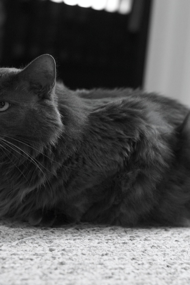Monochrome Nebelung Cat for 640 x 960 iPhone 4 resolution