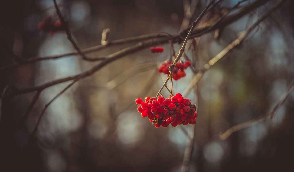 Mountain Ash Berries for 1024 x 600 widescreen resolution
