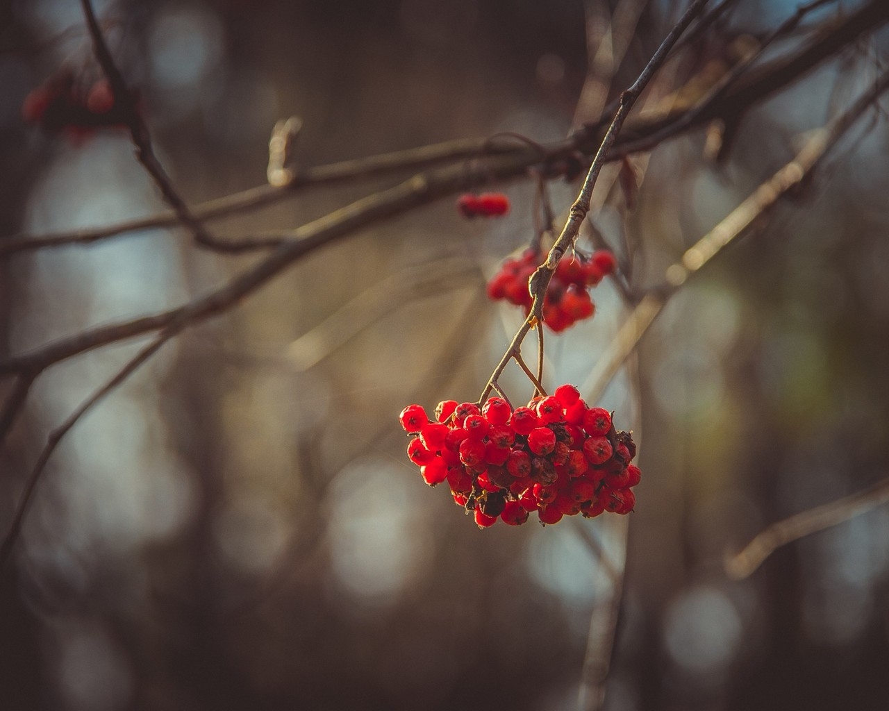 Mountain Ash Berries for 1280 x 1024 resolution