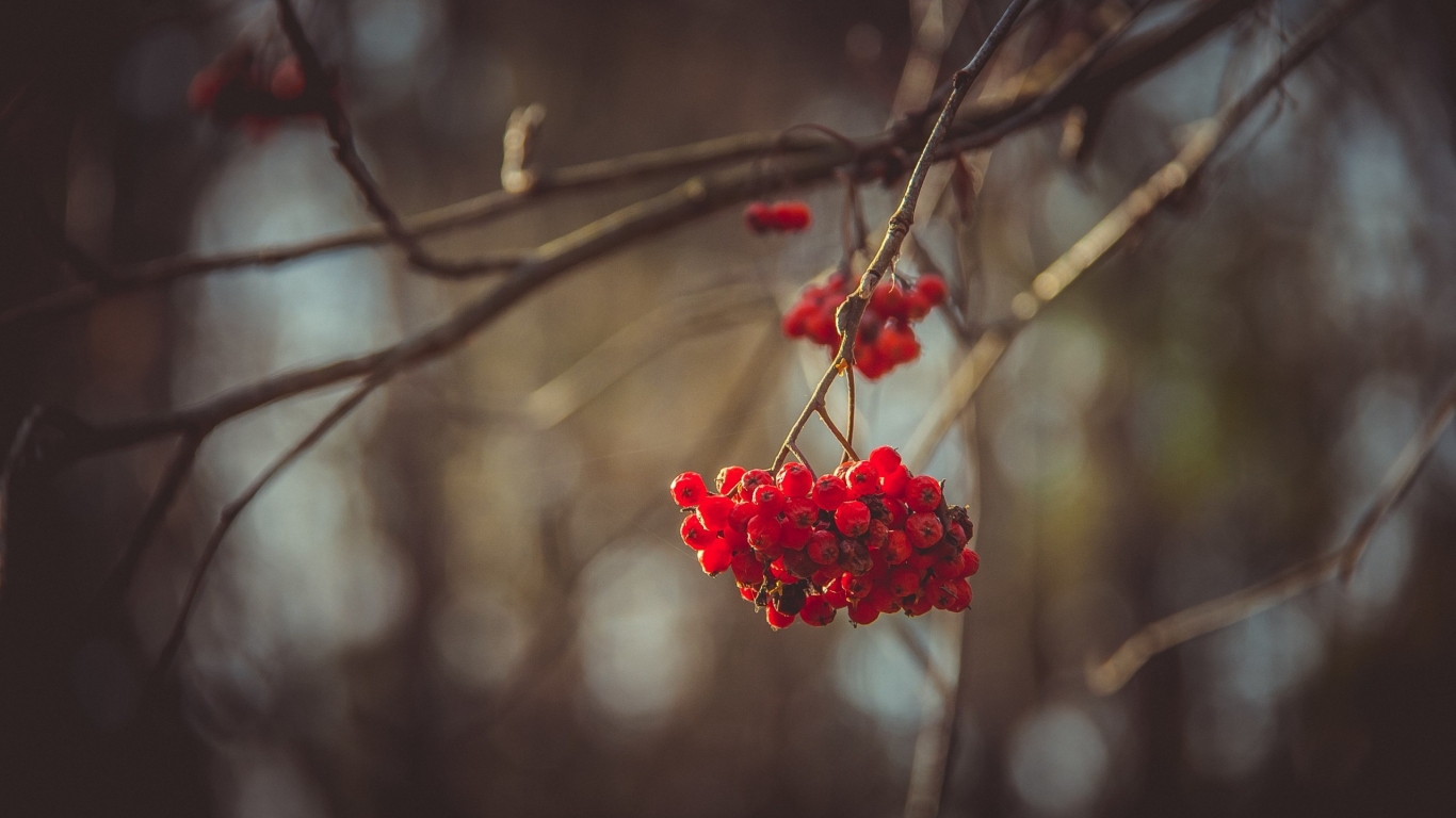 Mountain Ash Berries for 1366 x 768 HDTV resolution
